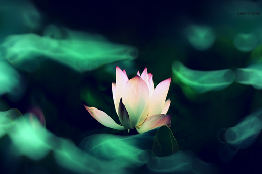 姜花，兼具功效与禁忌的神秘之花